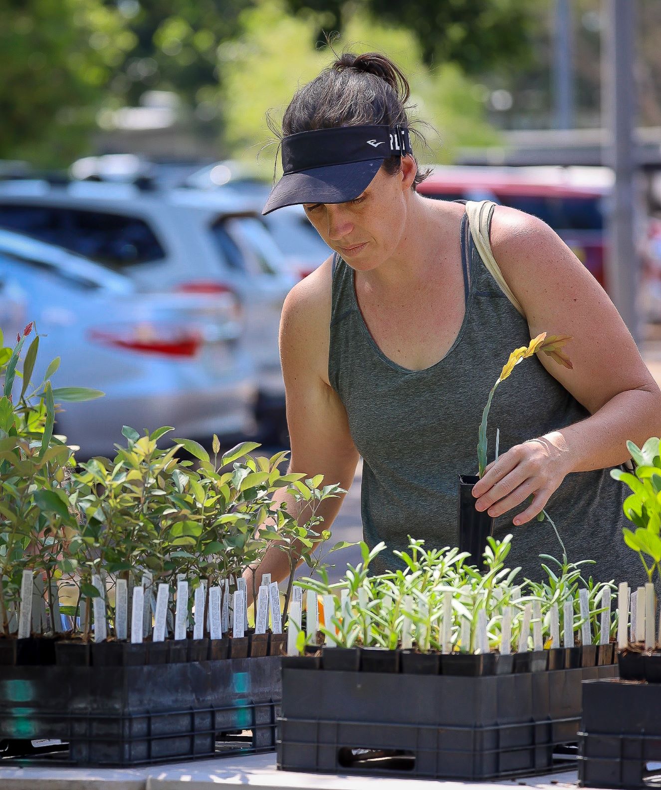 Native Plant Giveaway Mindil Beach City of Darwin Darwin Council